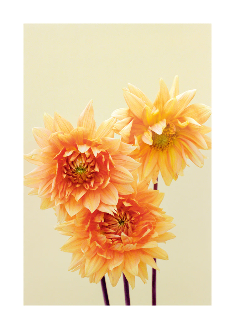 Sunshine Poster