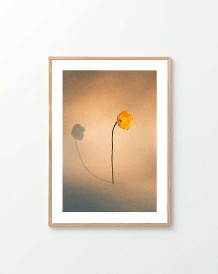 Yellow poppy flower with green stem standing on a parchment-colored canvas.