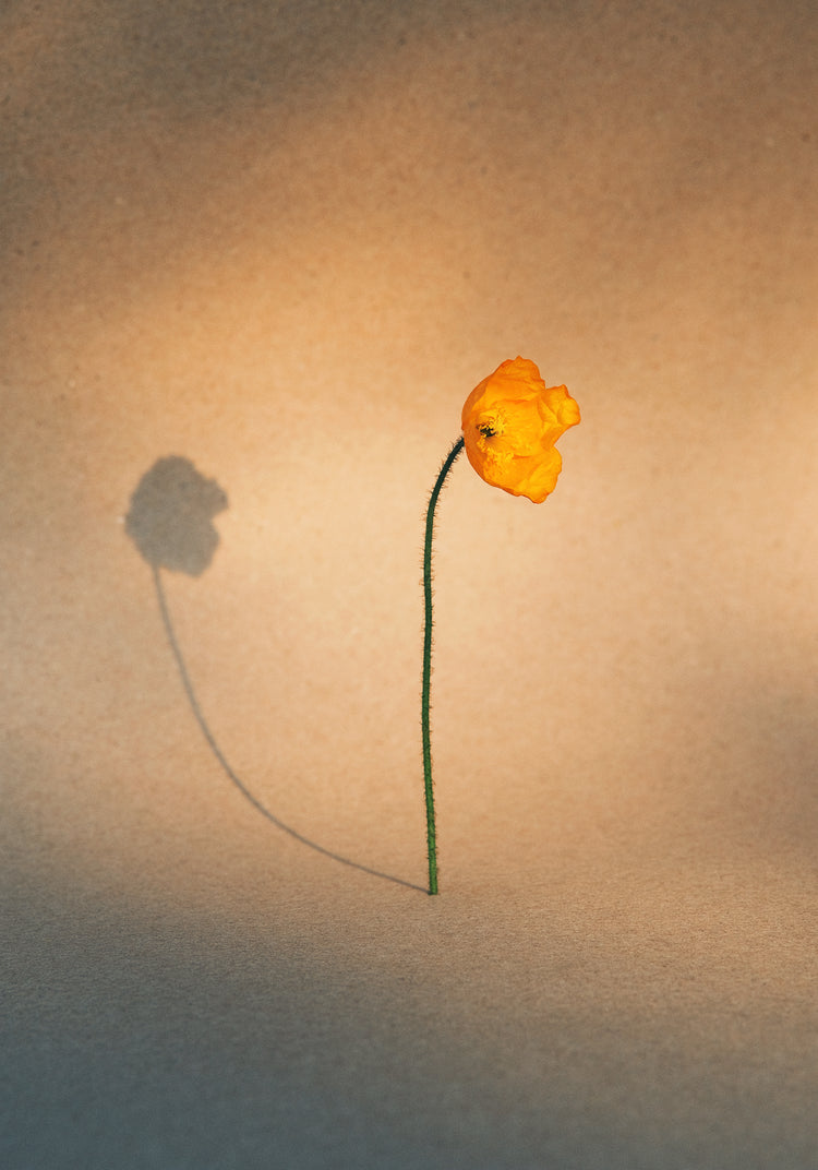 Yellow poppy flower with green stem standing on a parchment-colored canvas.