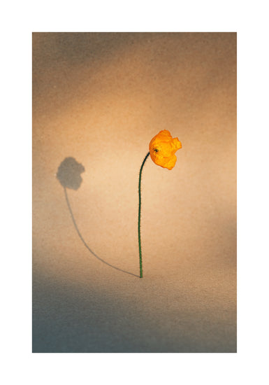 Yellow poppy flower with green stem standing on a parchment-colored canvas.