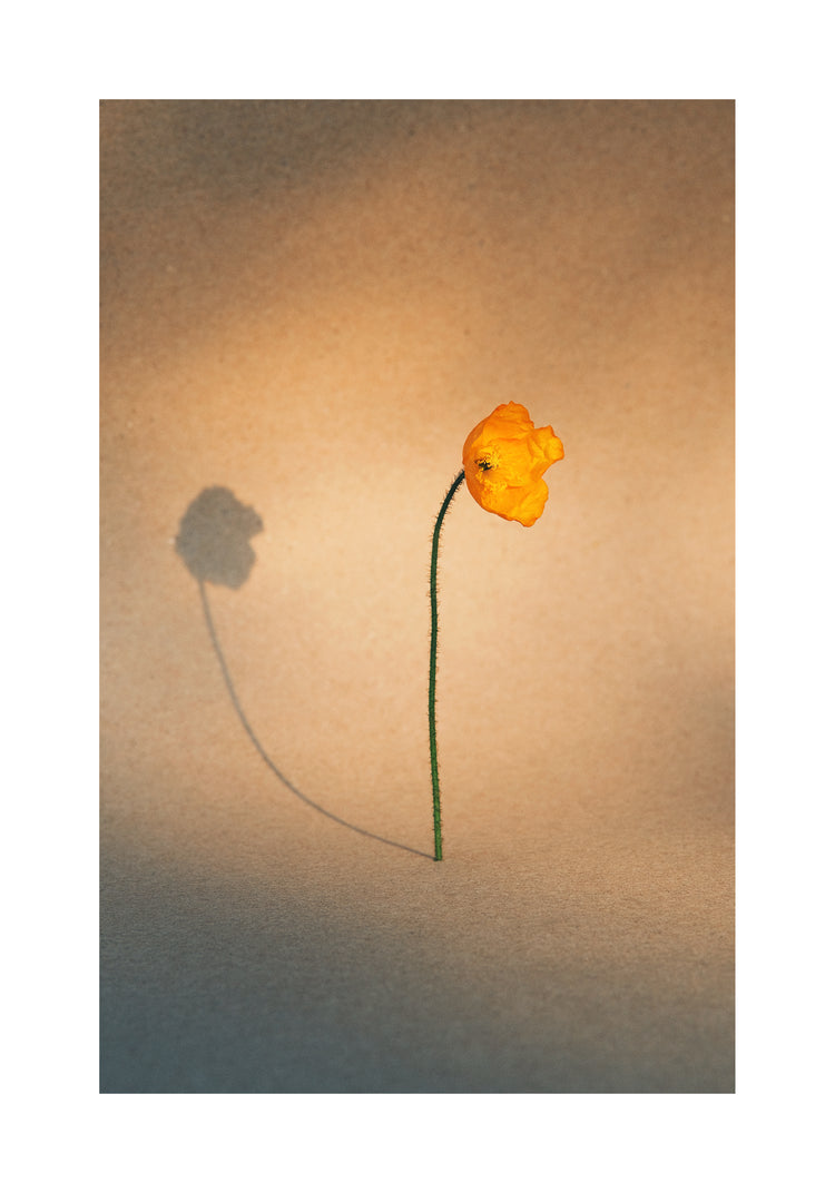 Yellow poppy flower with green stem standing on a parchment-colored canvas.