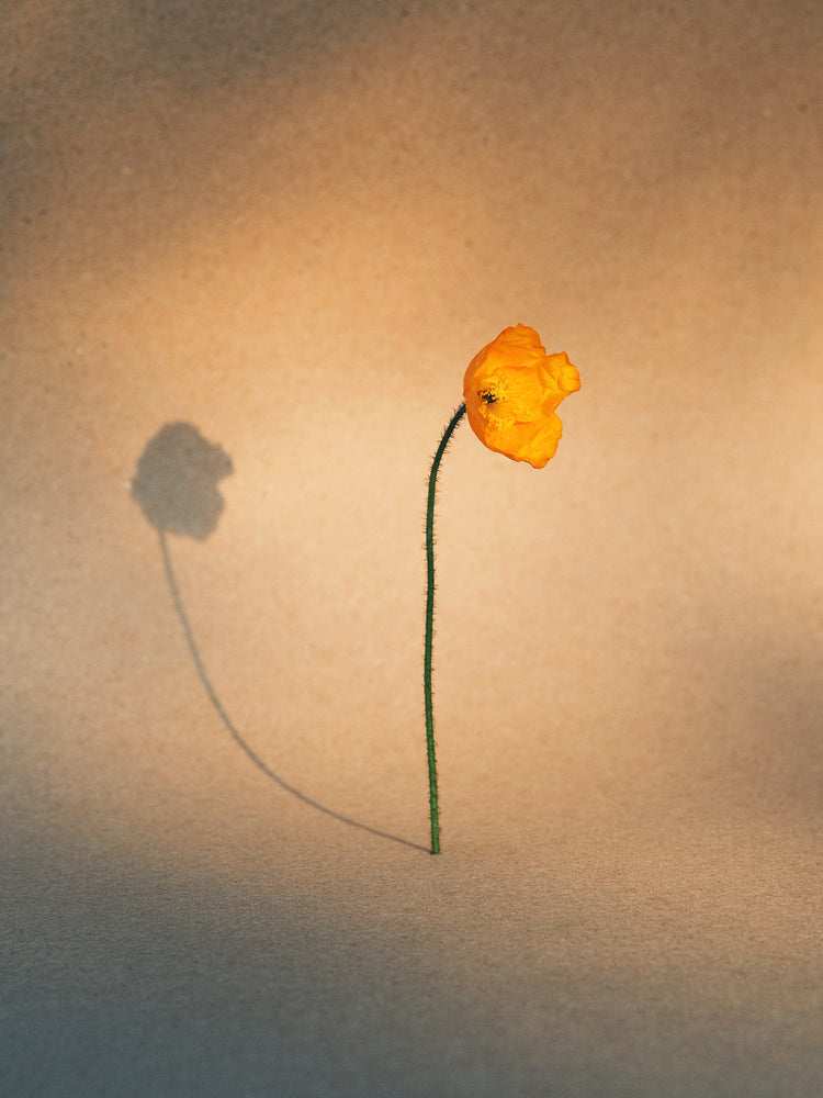 Yellow poppy flower with green stem standing on a parchment-colored canvas.