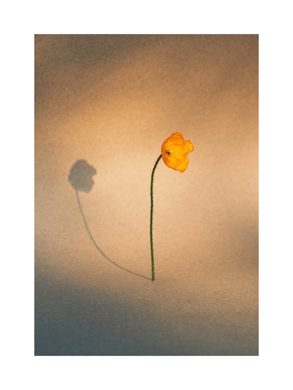 Yellow poppy flower with green stem standing on a parchment-colored canvas.