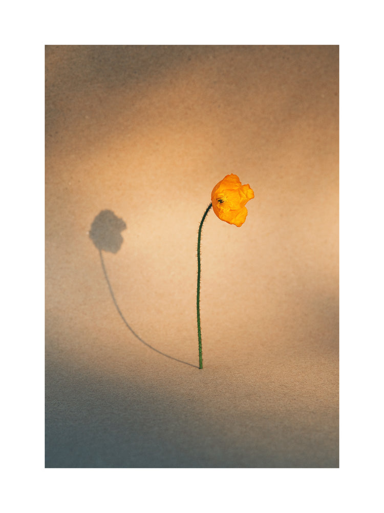 Yellow poppy flower with green stem standing on a parchment-colored canvas.