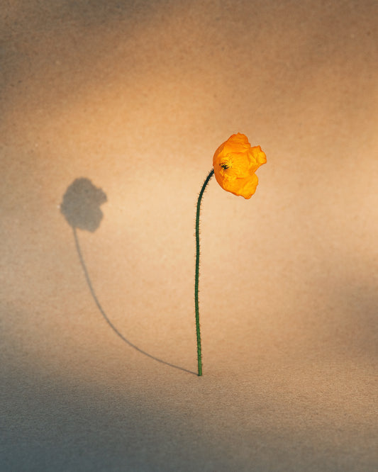 Yellow poppy flower with green stem standing on a parchment-colored canvas.