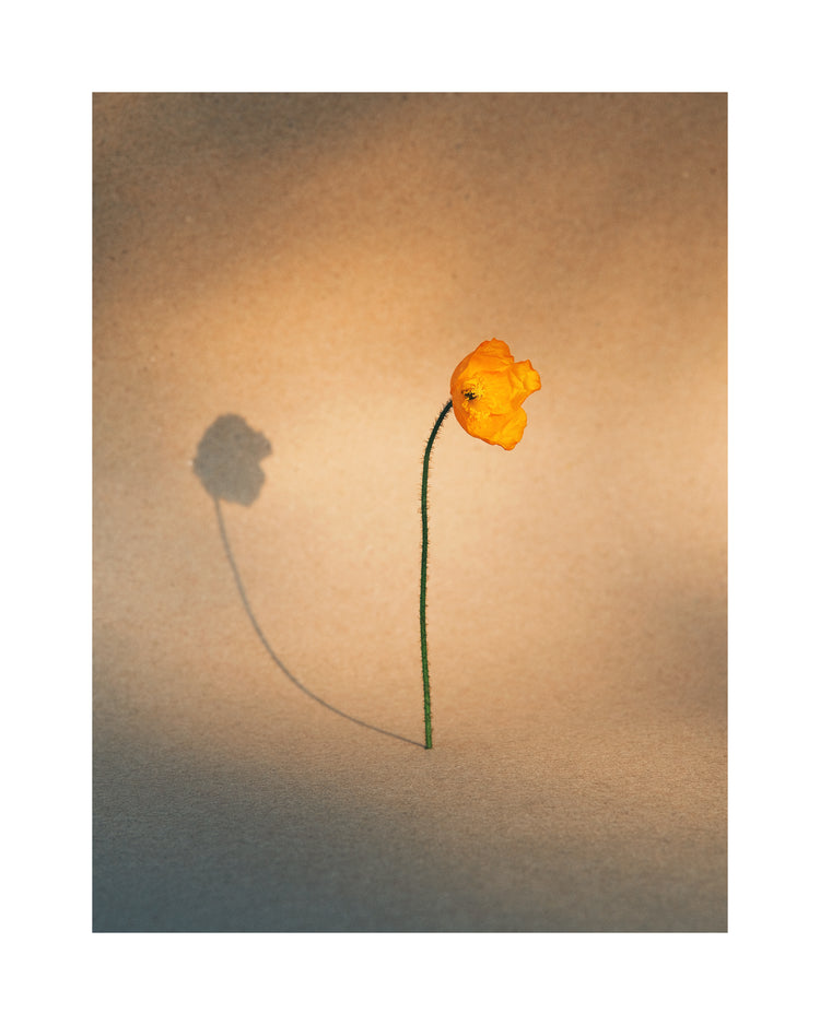 Yellow poppy flower with green stem standing on a parchment-colored canvas.