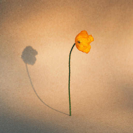 Yellow poppy flower with green stem standing on a parchment-colored canvas.