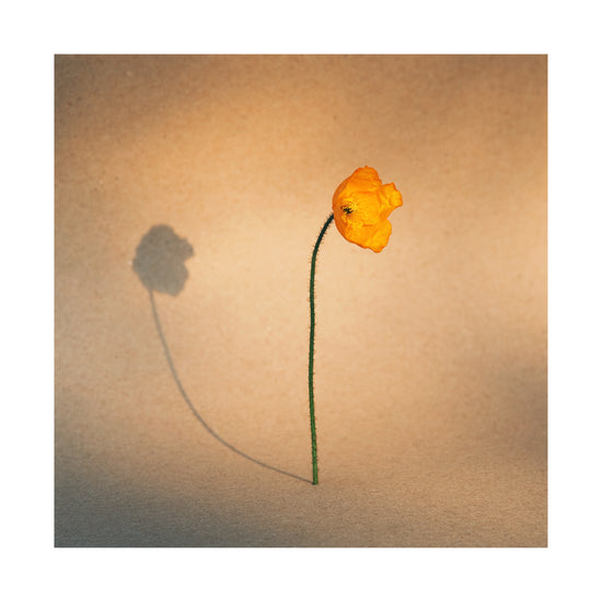 Yellow poppy flower with green stem standing on a parchment-colored canvas.