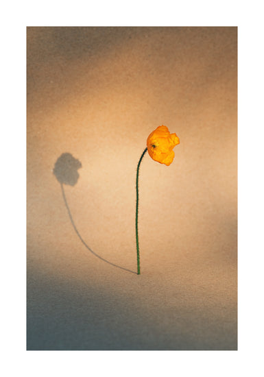 Yellow poppy flower with green stem standing on a parchment-colored canvas.